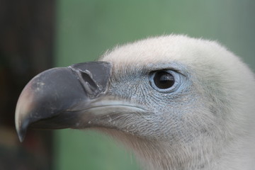 Gänsegeier