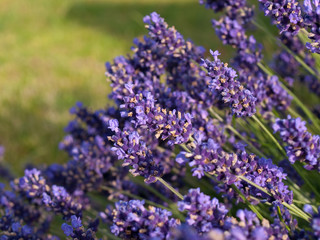 Lavender flowers in France