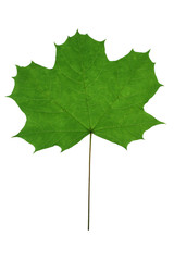 green maple leaf