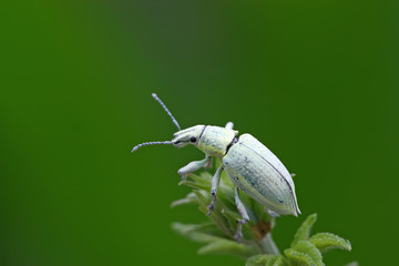 green weevil