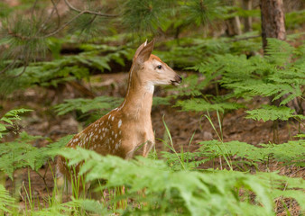 Fawn