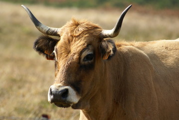 vache aubrac