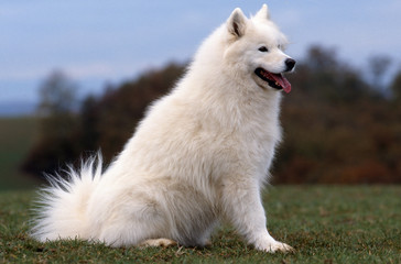 samoyede assis de profil à l'air distingué et placide