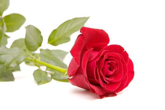 red rose isolated on white. valentine's day