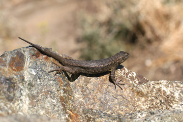 Lizard in California