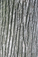 Obraz premium Tree bark
