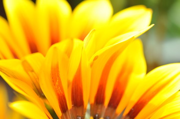 orange Chrysantheme @Ü7