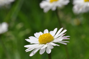 Fototapeta premium Gänsblümchen 2