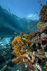 Ocean,coral and fish