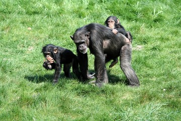 Schimpansenfamilie