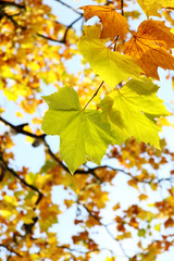Yellow fall leaves.