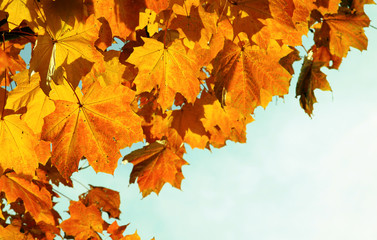 Fototapeta na wymiar Yellow fall leaves.