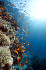 Fototapeta na wymiar Ocean, Koral i ryb