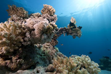 Fototapeta na wymiar Ocean, Koral i ryb