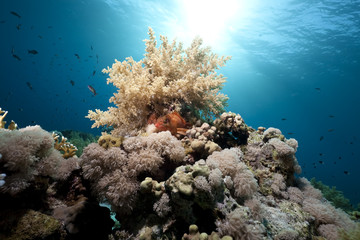 Plakat Ocean,coral and fish