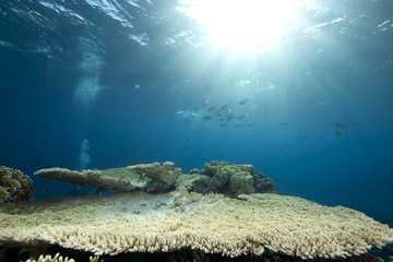 Ocean,coral and fish