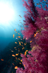 Ocean,coral and fish