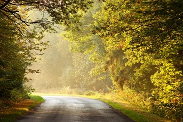  Road through an enchanted forest in a autumn morning © Aniszewski