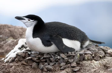 Abwaschbare Fototapete Antarktis Kinnriemen am Nest