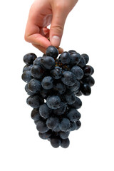 Bunch of grapes in female hand