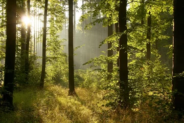 Zelfklevend Fotobehang Rising sun shining between the trees in a deciduous forest © Aniszewski