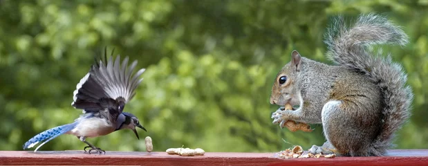 Rolgordijnen Bird and Squirrel © redwood