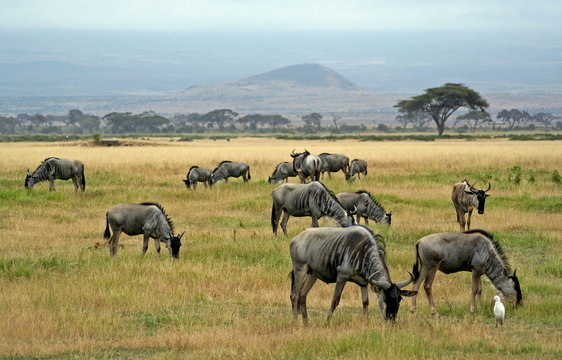 Gnus, wildlife in Kenia