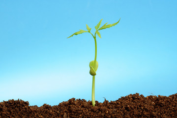 Sapling growing from soil