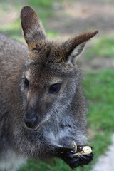 Bennettkänguru frisst Erdnüsse