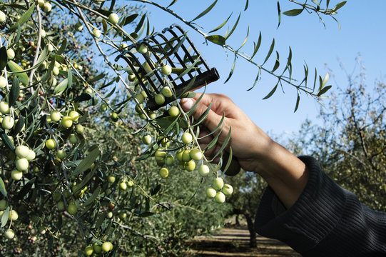 aceitunas