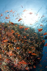 Fototapeta na wymiar paysage sous marin, mer Rouge, Egypte