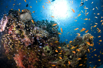 Naklejka na ściany i meble krajobraz sous marin, mer Rouge, Egypte
