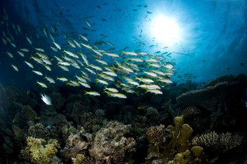 Fototapeta na wymiar krajobraz sous marin, mer Rouge, Egypte