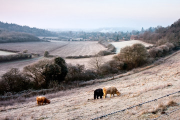 Fototapeta premium Frosty English Field