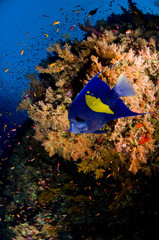 Naklejka na ściany i meble paysage sous marin, mer Rouge, Egypte