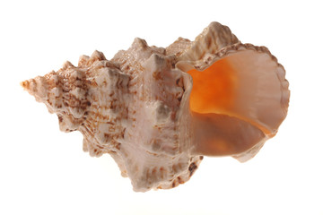 Shell isolated on white