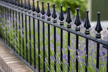 Metal fence in the city. Beautiful fence with lawn and heather.