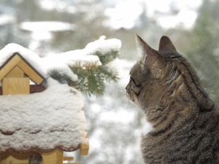 Am Fenster