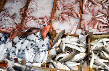Fish Market