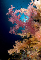paysage sous marin, mer Rouge, Egypte
