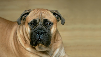 Fototapeta premium fawn bull mastiff