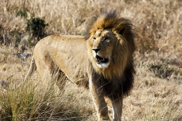 Obraz na płótnie Canvas SOUTHEAST African Lion (Transwalu LION)