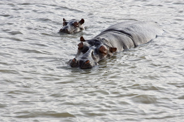 Fototapeta premium HIPPOPOTAMUS AND CALF