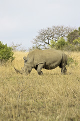 Obraz premium WHITE RHINOCEROS EATING