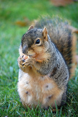 Naklejka na ściany i meble squirrel eating nut - straight on