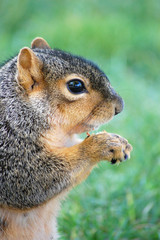 squirrel eating nut - vertical close-up
