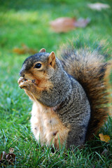 Naklejka na ściany i meble squirrel eating nut - vertical facing left