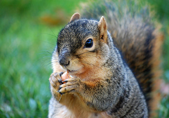Squirrel eating nut - close up right