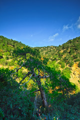 Fototapeta na wymiar Góry Troodos Cypru, wodospady