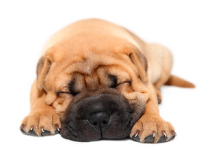 Obraz premium shar pei puppy dog sleeping